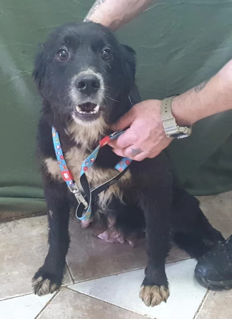 Roxy, Negru female 3yo Mixed Breed for adoption at ASPA București — Catalog Câini