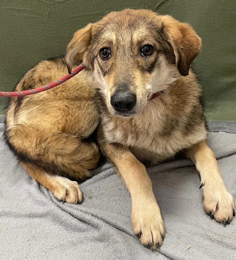 Bandit, Maro male 3yo Mixed Breed for adoption at ASPA București — Catalog Câini