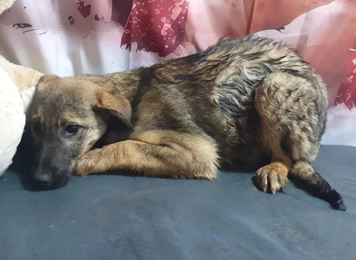 Uma, Maro female puppy Mixed Breed for adoption at ASPA București — Catalog Câini
