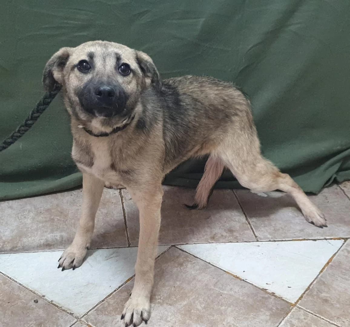 Freya, Bej female puppy Mixed Breed for adoption at ASPA București — Catalog Câini