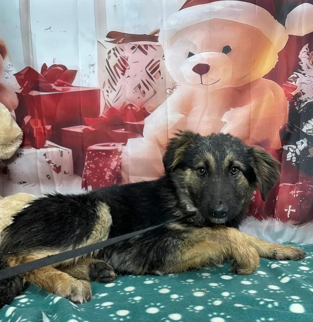 Bruno, Negru male 3yo Mixed Breed for adoption at ASPA București — Catalog Câini
