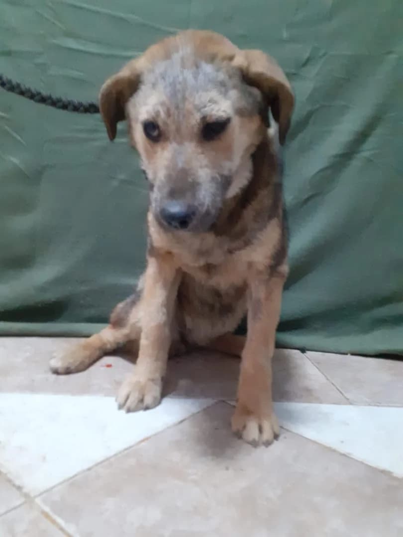Lilly, Maro female puppy Mixed Breed for adoption at ASPA București — Catalog Câini