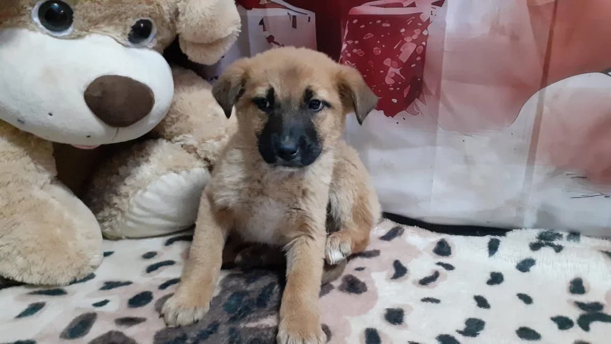 Karma, Maro female puppy Mixed Breed for adoption at ASPA București — Catalog Câini
