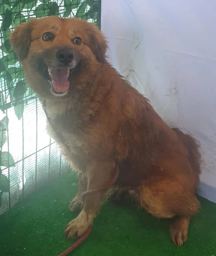 Mia, Maro female 3yo Mixed Breed for adoption at ASPA București — Catalog Câini