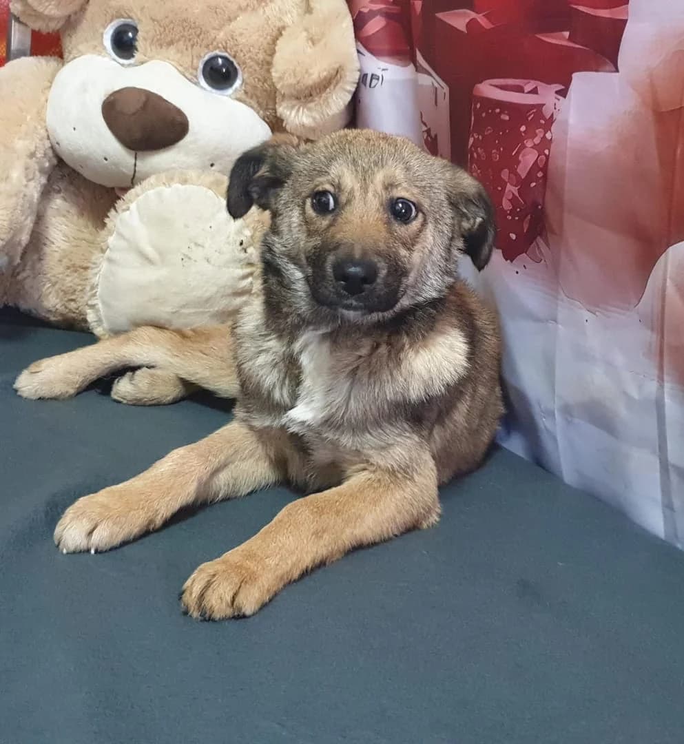 Bella, Maro female puppy Mixed Breed for adoption at ASPA București — Catalog Câini