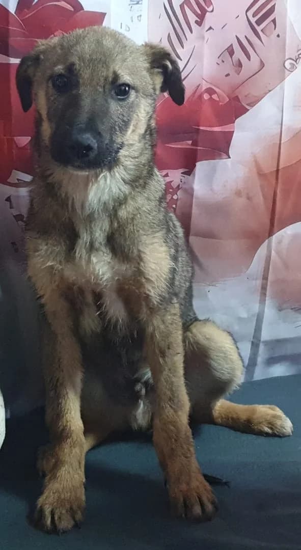 Rebel, Maro male puppy Mixed Breed for adoption at ASPA București — Catalog Câini