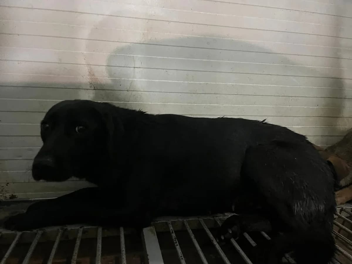 Nova, Negru female 4yo Mixed Breed for adoption at ASPA București — Catalog Câini