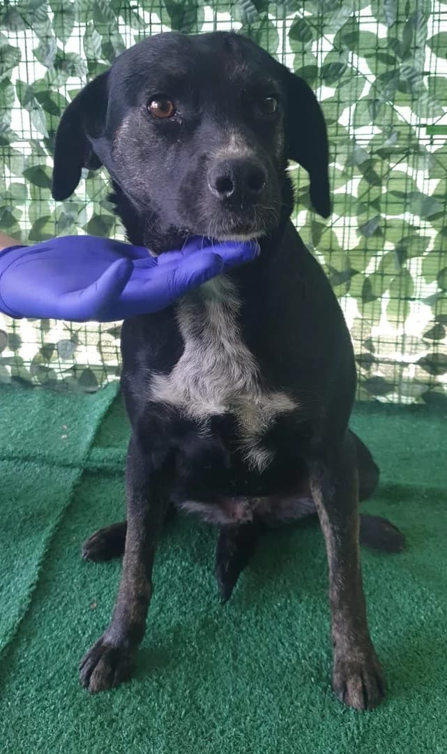 Molly, Negru female young Mixed Breed for adoption at ASPA București — Catalog Câini