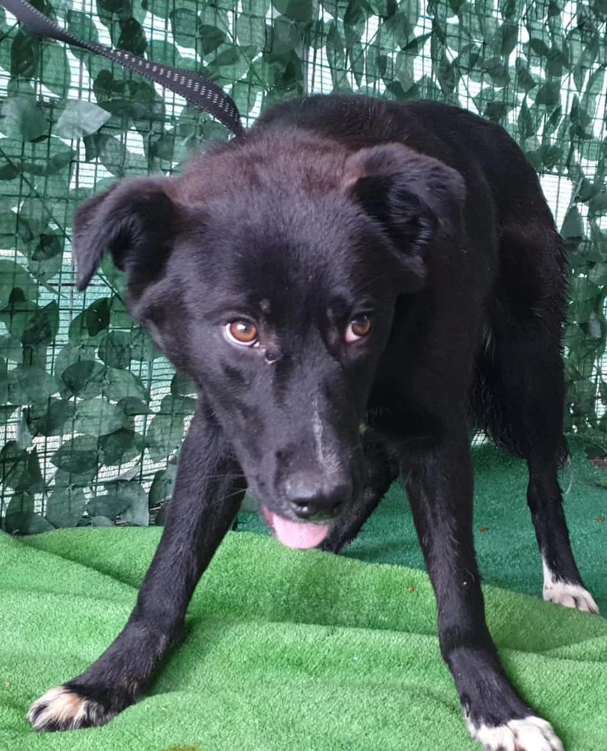 Titan, young Mixed Breed for adoption at ASPA București — Catalog Câini