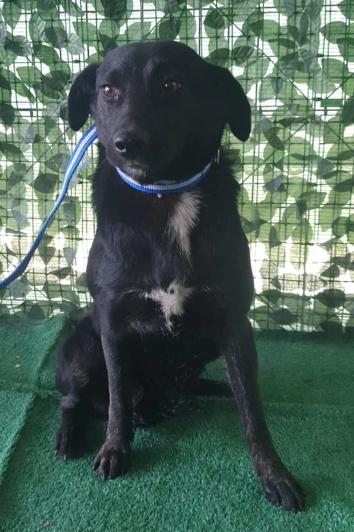 Uma, Negru female young Mixed Breed for adoption at ASPA București — Catalog Câini