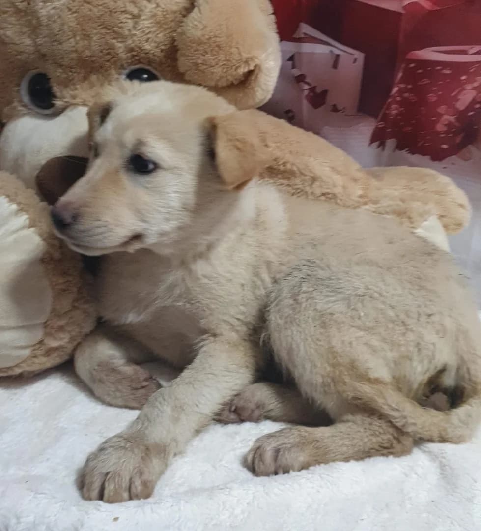 Gunner, Bej male puppy Mixed Breed for adoption at ASPA București — Catalog Câini