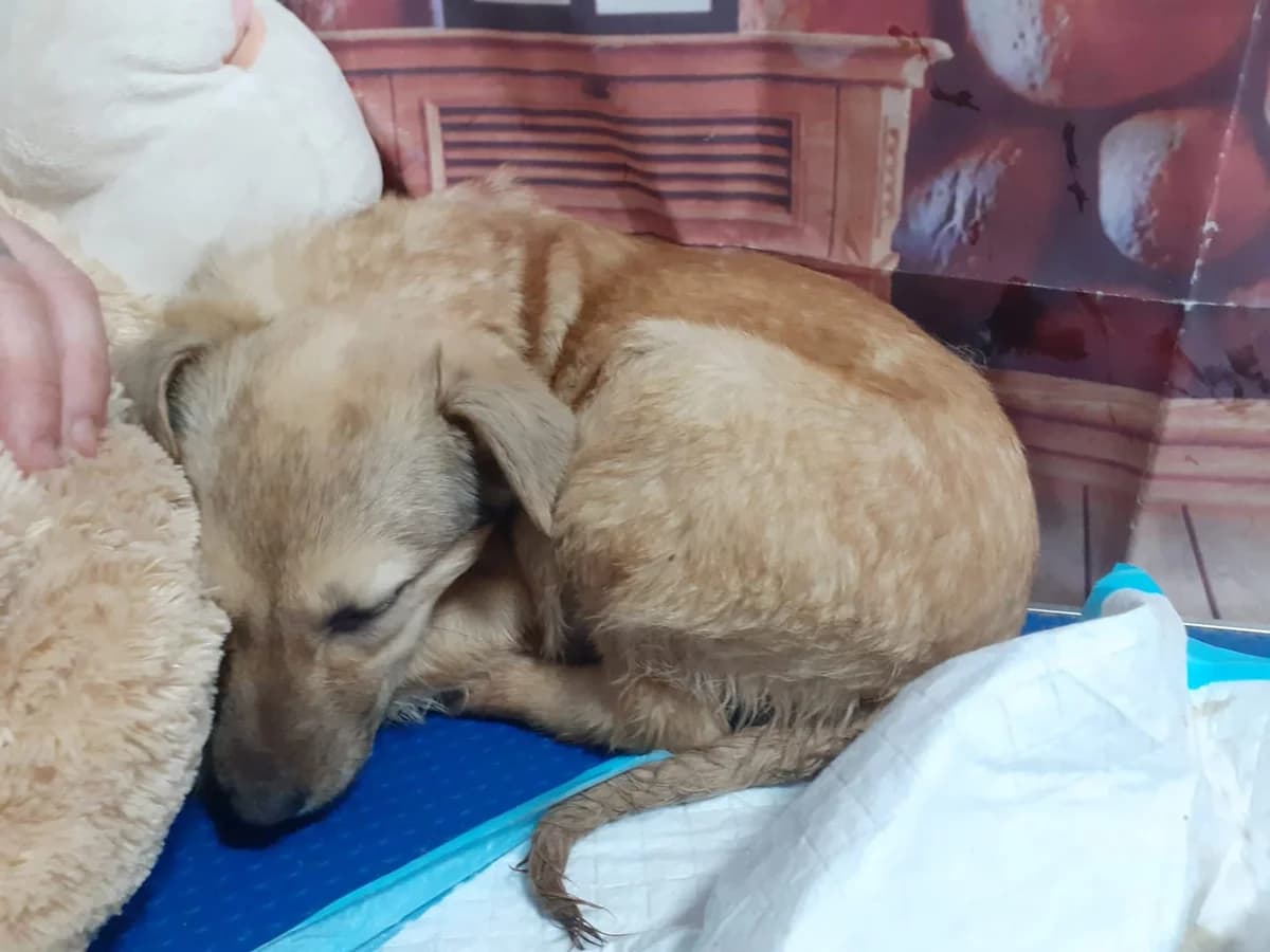 Molly, Bej female puppy Mixed Breed for adoption at ASPA București — Catalog Câini