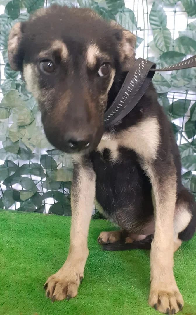Hazel, Negru male puppy Mixed Breed for adoption at ASPA București — Catalog Câini