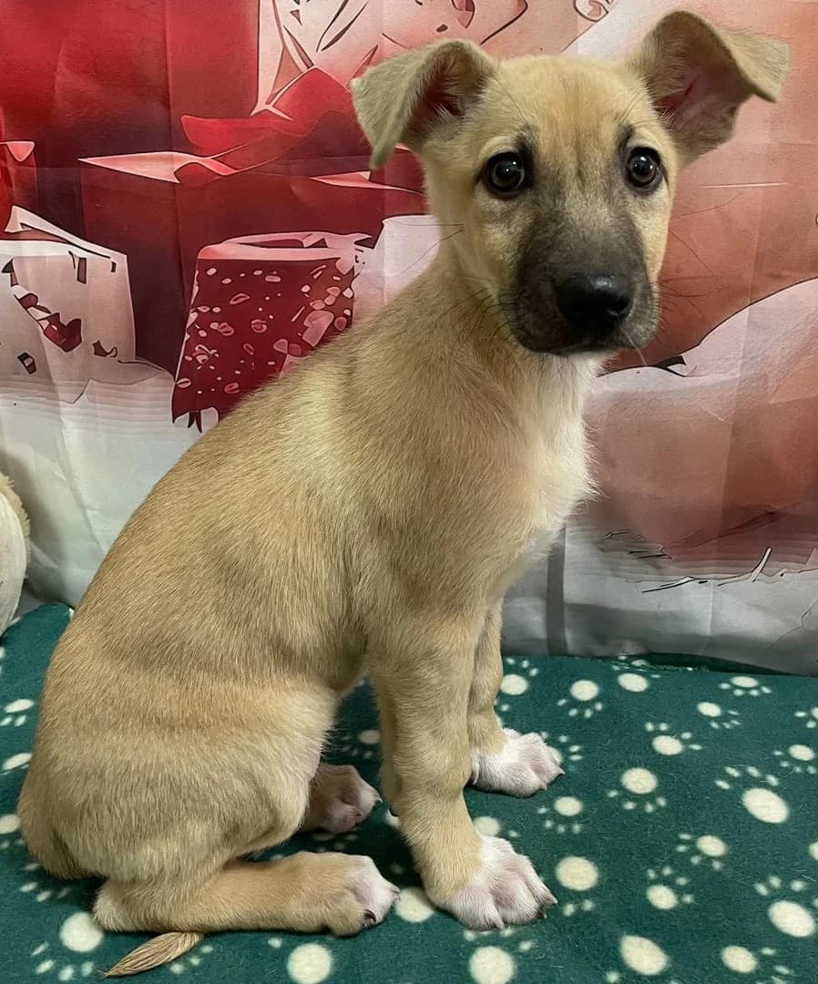 Sasha, Bej female puppy Mixed Breed for adoption at ASPA București — Catalog Câini