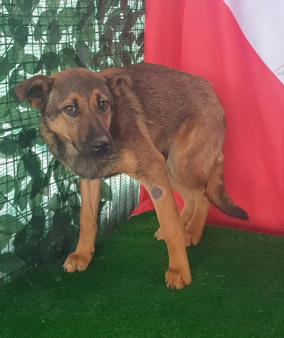 Tessa, Maro female 3yo Mixed Breed for adoption at ASPA București — Catalog Câini