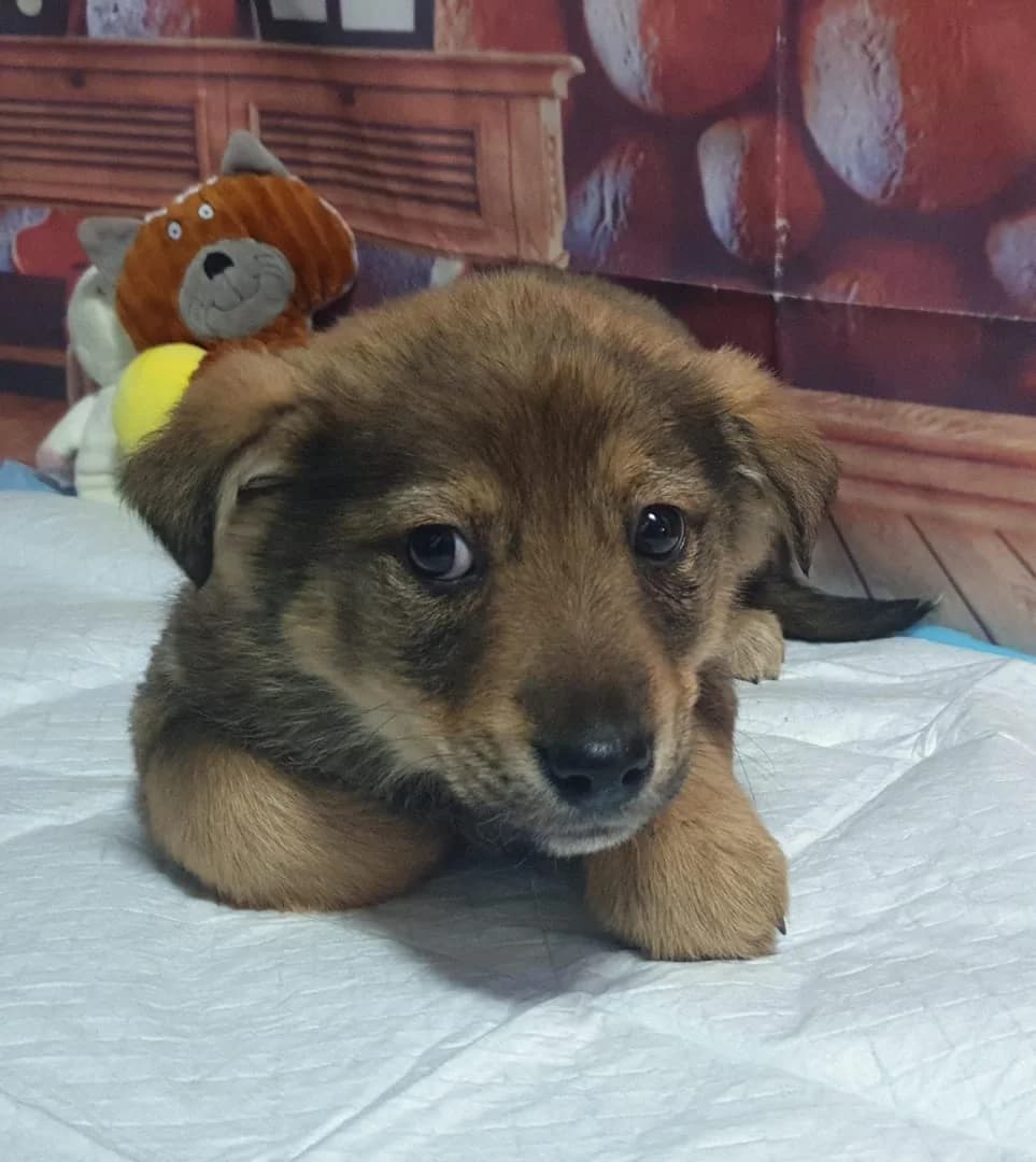 Tucker, Gri male puppy Mixed Breed for adoption at ASPA București — Catalog Câini
