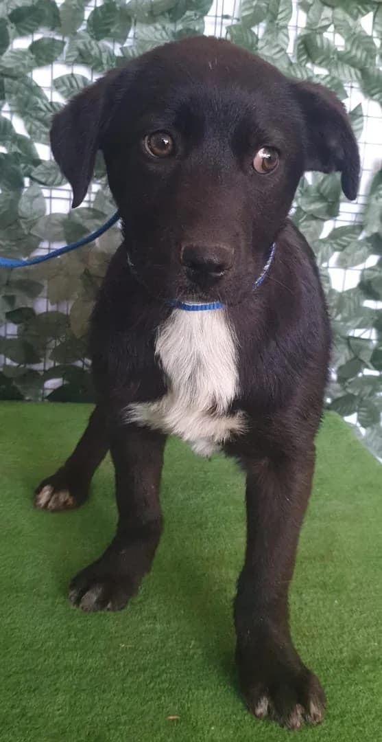 Roxy, Negru female puppy Mixed Breed for adoption at ASPA București — Catalog Câini