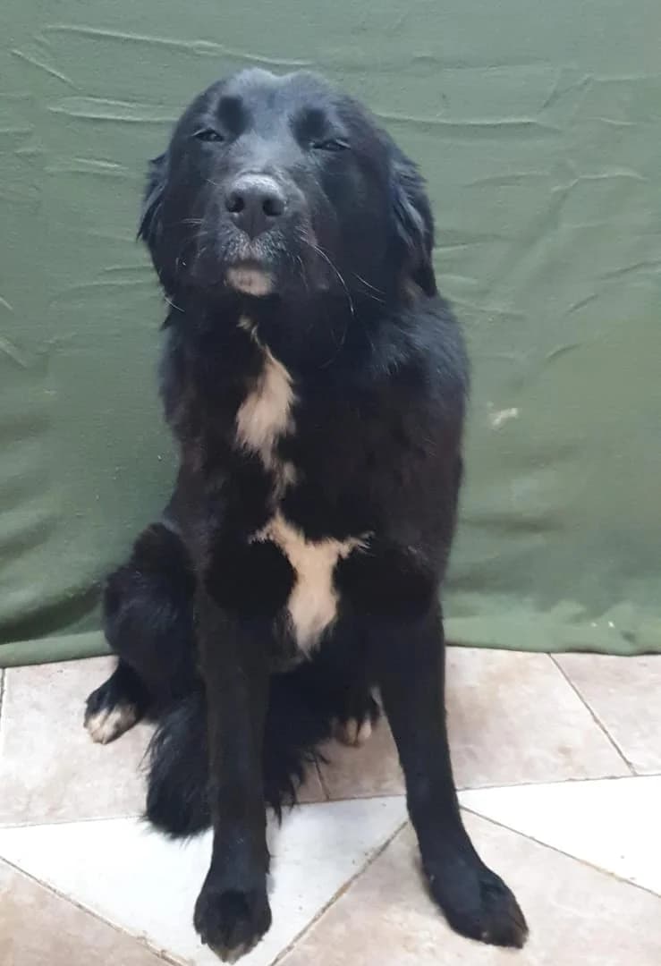 Willa, Negru female 3yo Mixed Breed for adoption at ASPA București — Catalog Câini