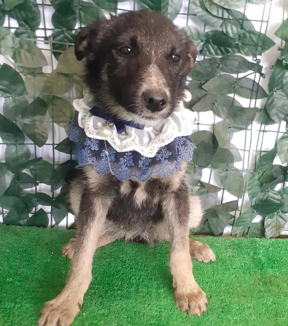 Beau, Negru female puppy Mixed Breed for adoption at ASPA București — Catalog Câini