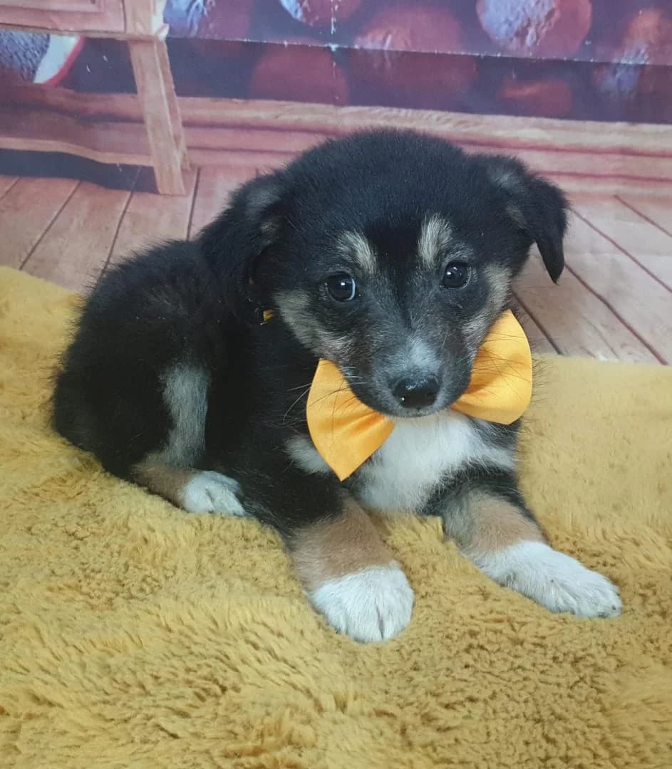 Tessa, Negru female puppy Mixed Breed for adoption at ASPA București — Catalog Câini