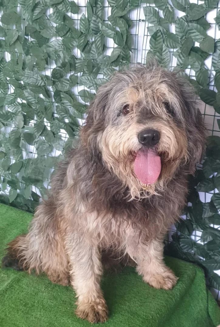Charlie, Negru male 7yo Mixed Breed for adoption at ASPA București — Catalog Câini