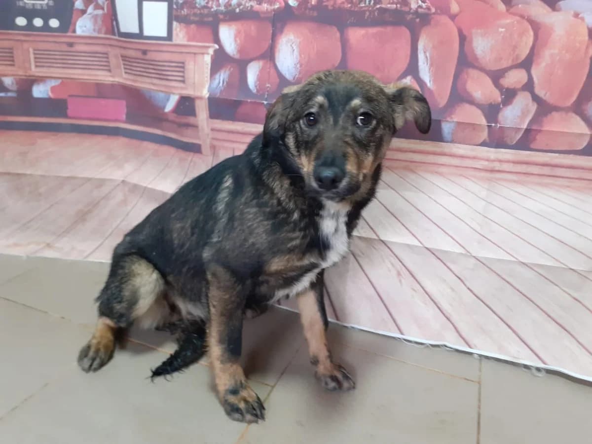 Tessa, Maro female Mixed Breed for adoption at ASPA București — Catalog Câini