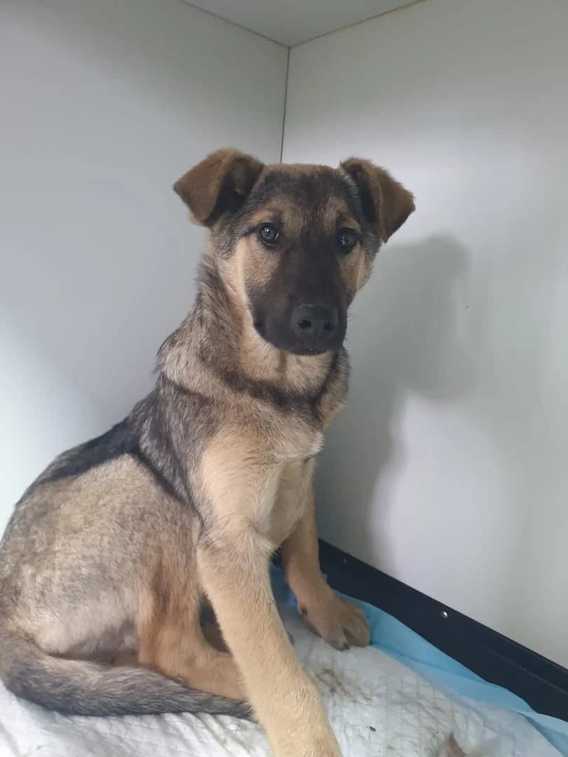 Titan, Bej male puppy Mixed Breed for adoption at ASPA București — Catalog Câini
