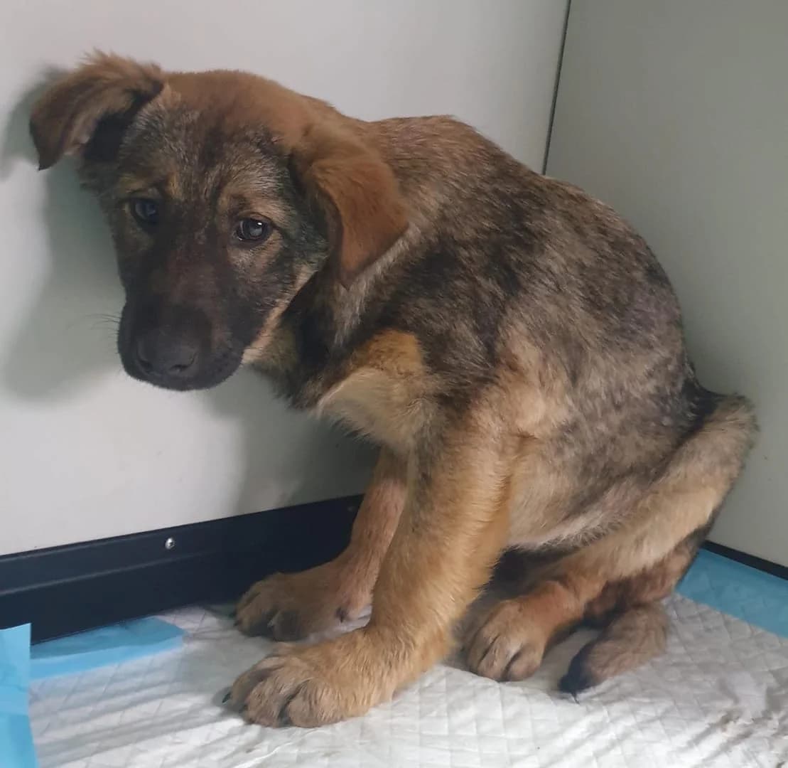 Sophie, Maro female puppy Mixed Breed for adoption at ASPA București — Catalog Câini