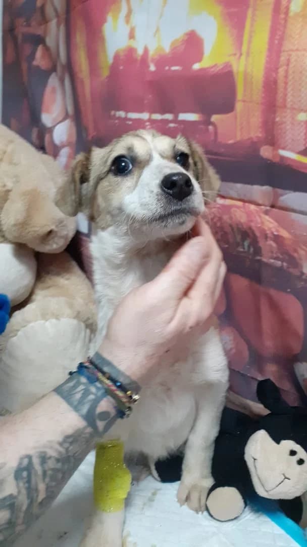 Iris, Alb female puppy Mixed Breed for adoption at ASPA București — Catalog Câini