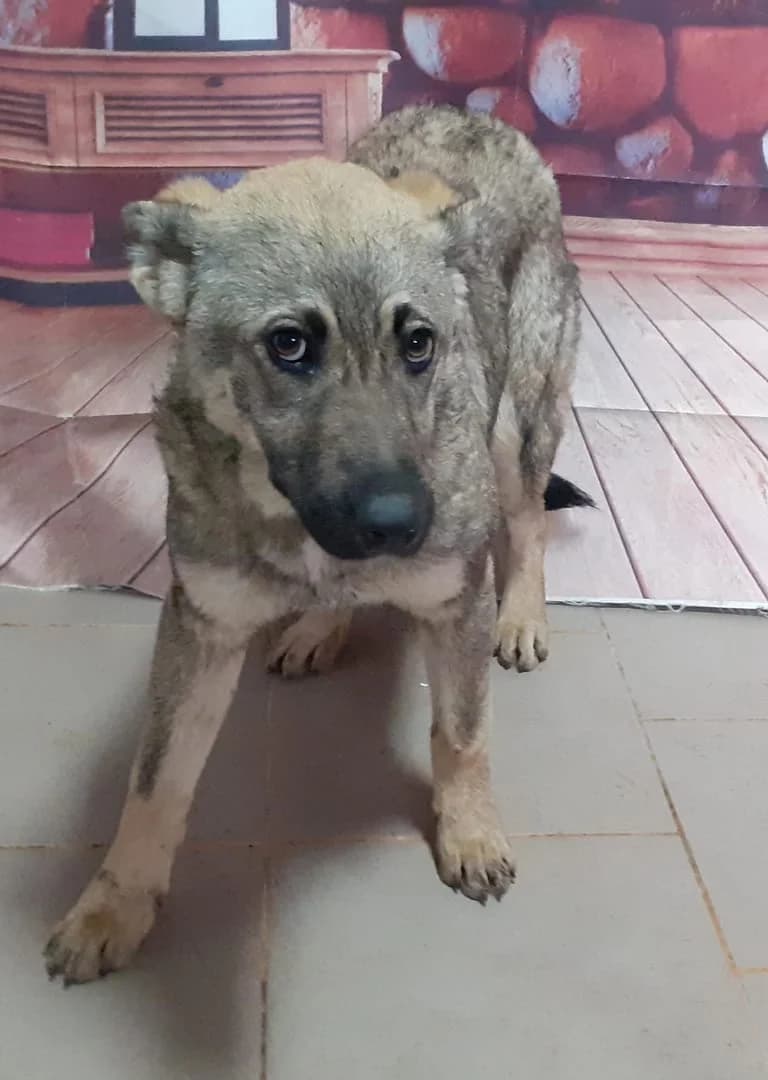Nora, Bej female Mixed Breed for adoption at ASPA București — Catalog Câini