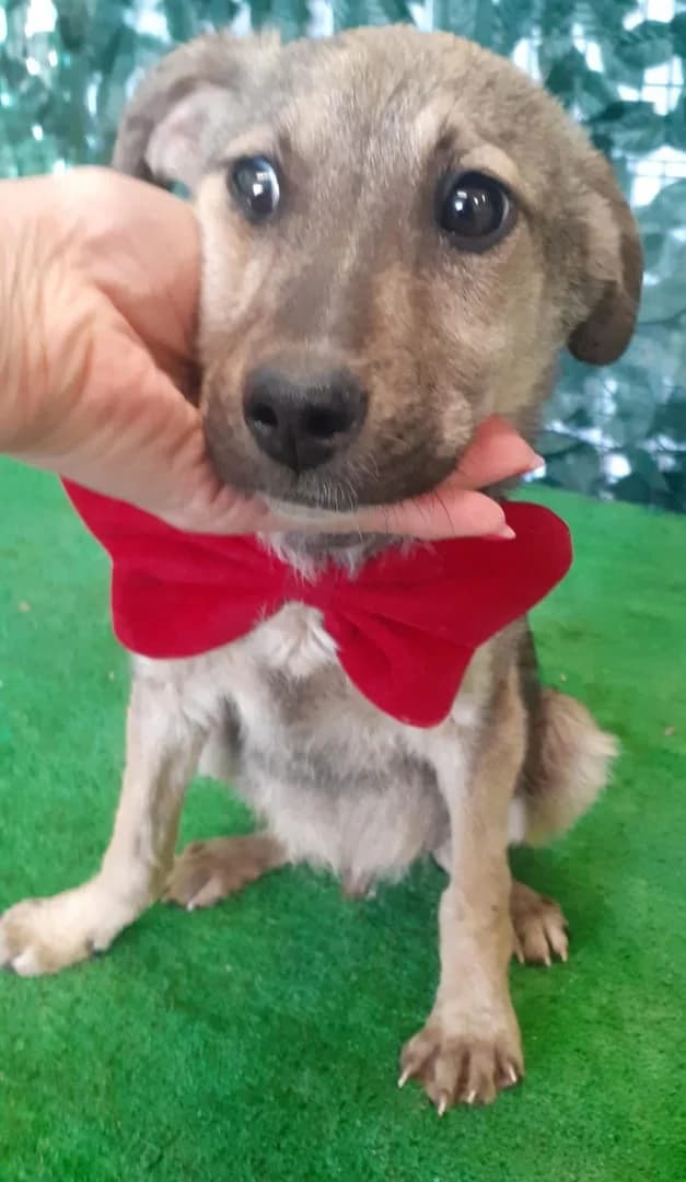 Otis, Negru male puppy Mixed Breed for adoption at ASPA București — Catalog Câini