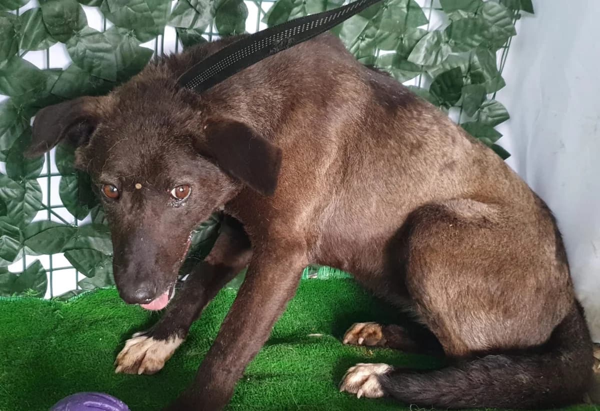Zoe, Negru female 3yo Mixed Breed for adoption at ASPA București — Catalog Câini