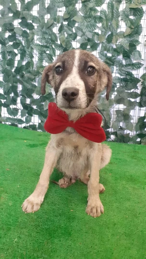 Opal, Negru male puppy Mixed Breed for adoption at ASPA București — Catalog Câini