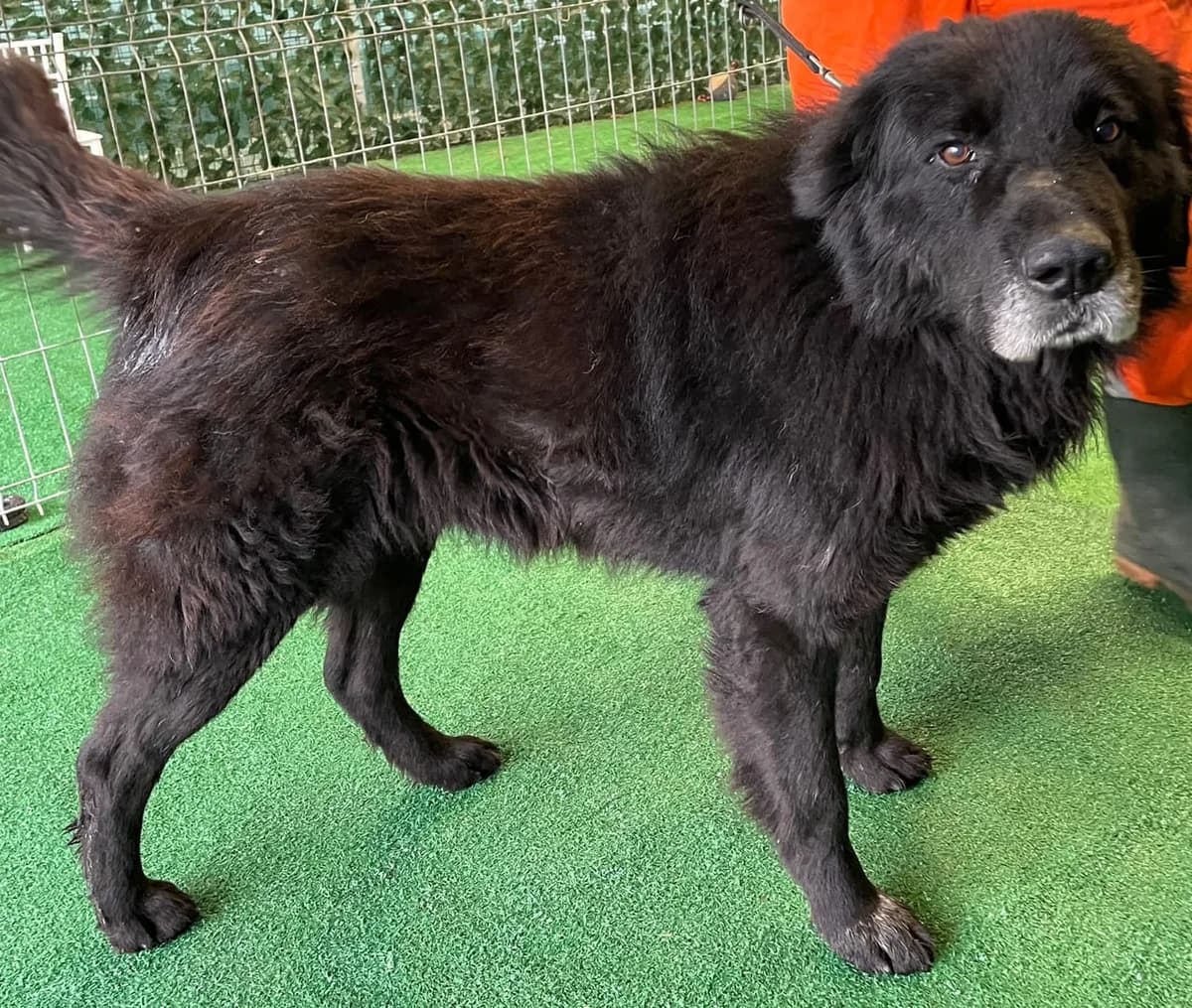 LORD, Negru male 4yo Mixed Breed for adoption at ASPA București — Catalog Câini