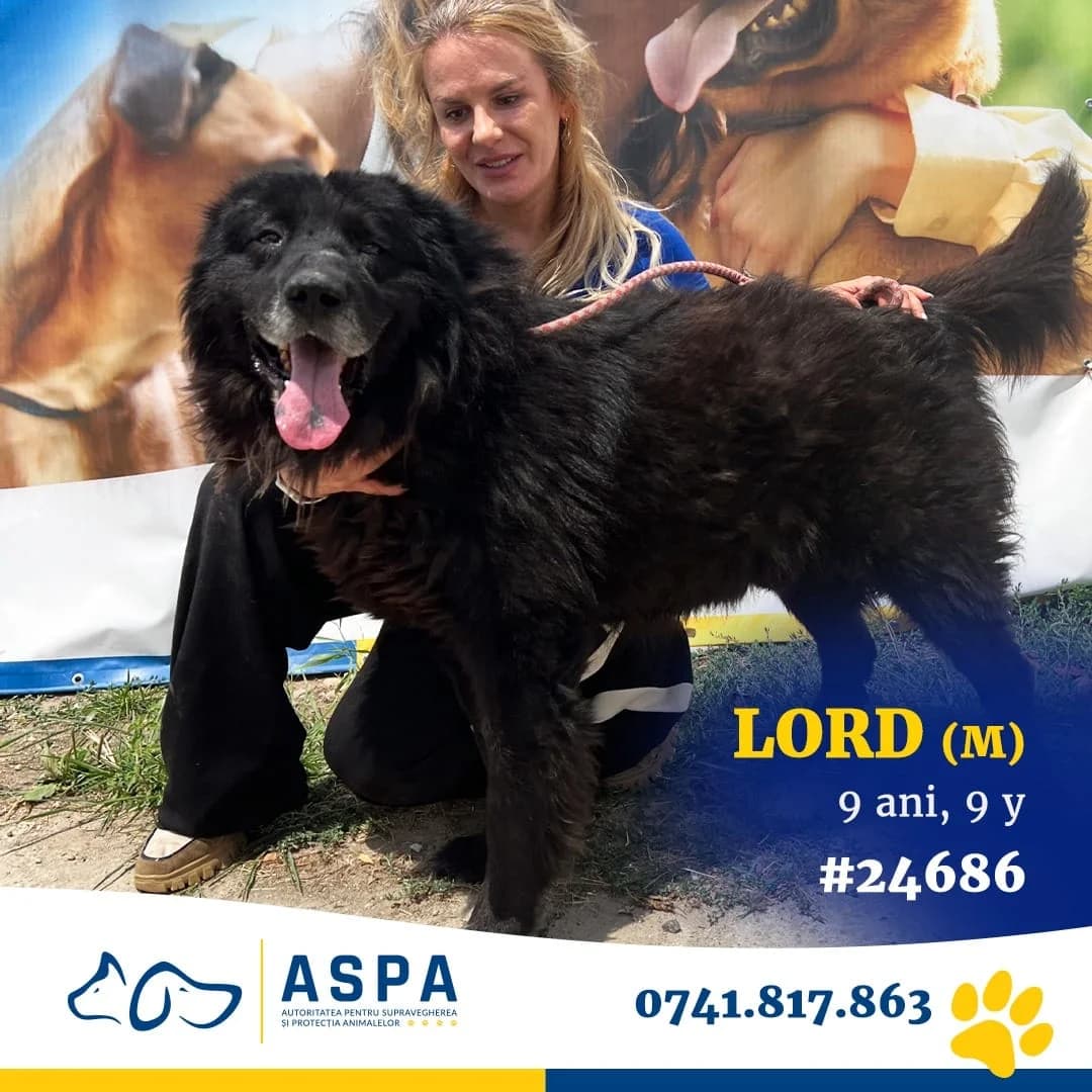 LORD, Negru male senior Mixed Breed for adoption at ASPA București — Catalog Câini
