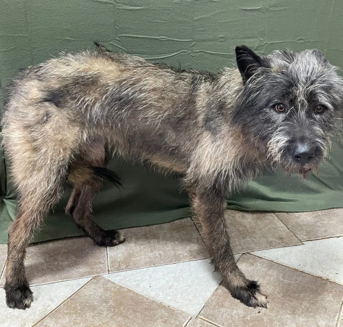 ZAC, Maro male 4yo Mixed Breed for adoption at ASPA București — Catalog Câini