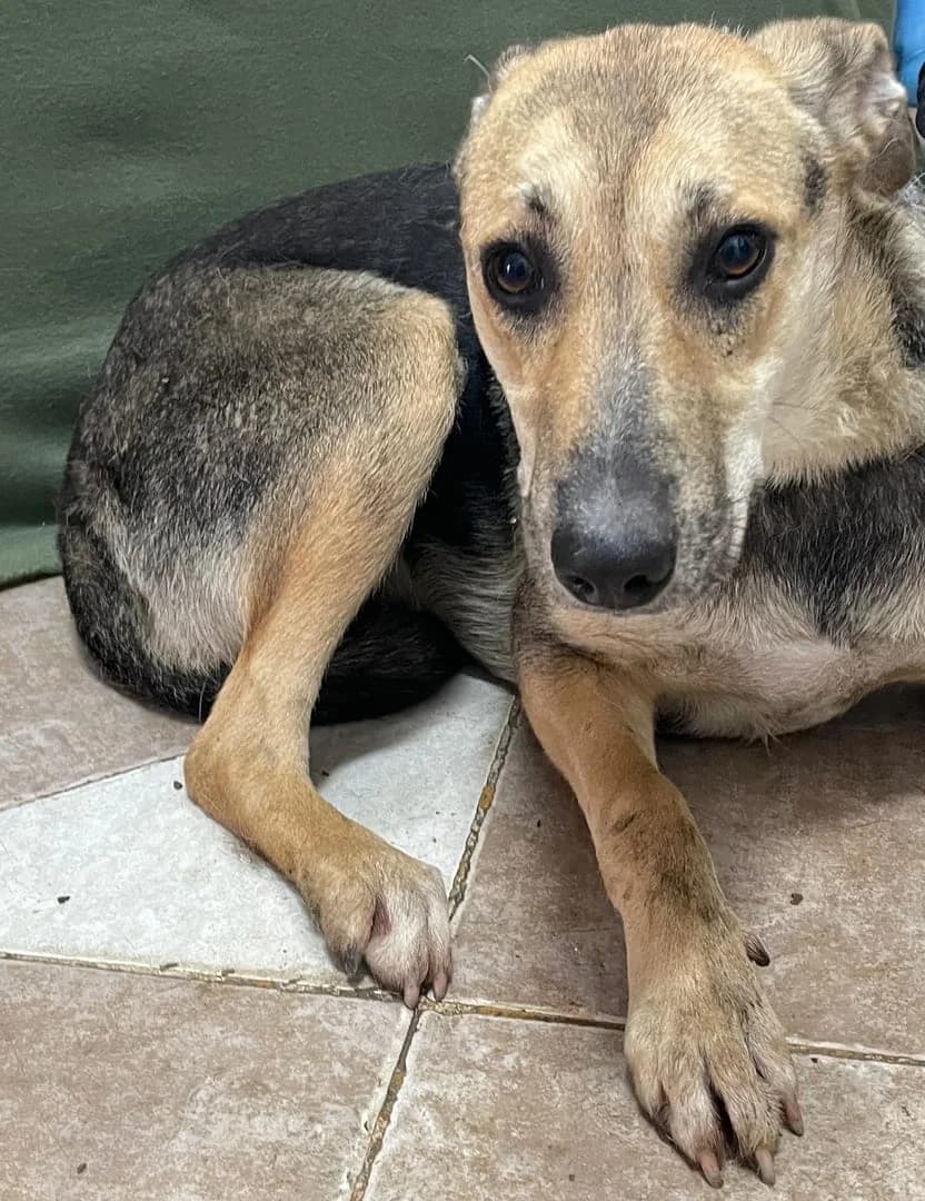 Willa, Negru female 4yo Mixed Breed for adoption at ASPA București — Catalog Câini