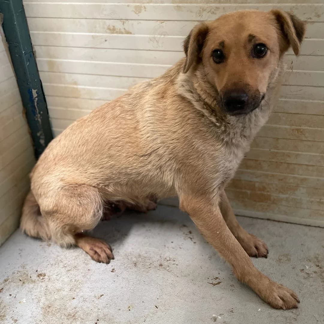 Karma, Bej female 4yo Mixed Breed for adoption at ASPA București — Catalog Câini