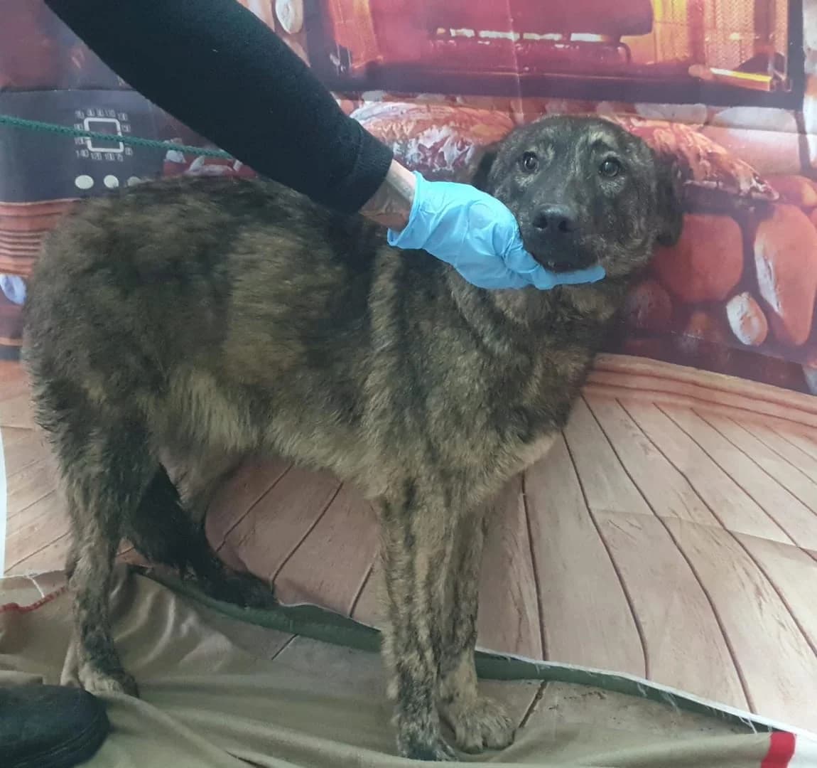 Ruby, Maro female 3yo Mixed Breed for adoption at ASPA București — Catalog Câini