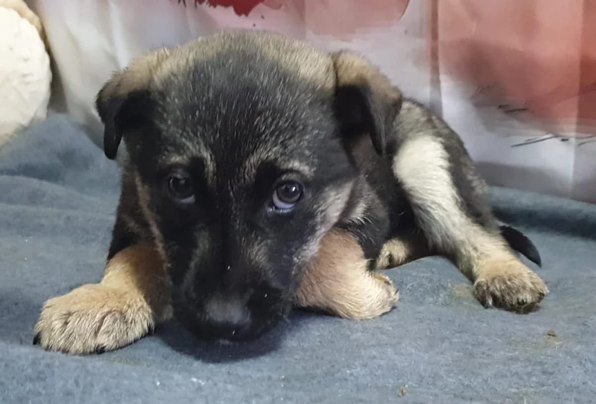 Sasha, Negru female Mixed Breed for adoption at ASPA București — Catalog Câini