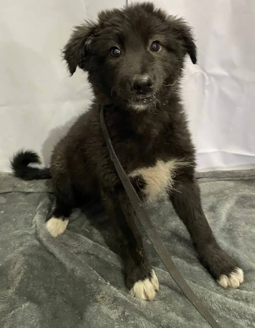 Nala, Negru female puppy Mixed Breed for adoption at ASPA București — Catalog Câini