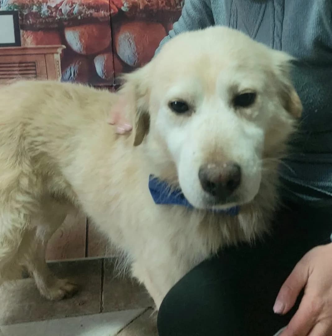 TOTO, Alb male 4yo Mixed Breed for adoption at ASPA București — Catalog Câini