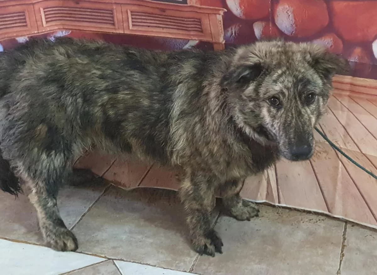 Charlie, Maro male 3yo Mixed Breed for adoption at ASPA București — Catalog Câini