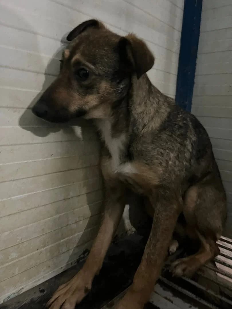 Ellie, Maro female 4yo Mixed Breed for adoption at ASPA București — Catalog Câini