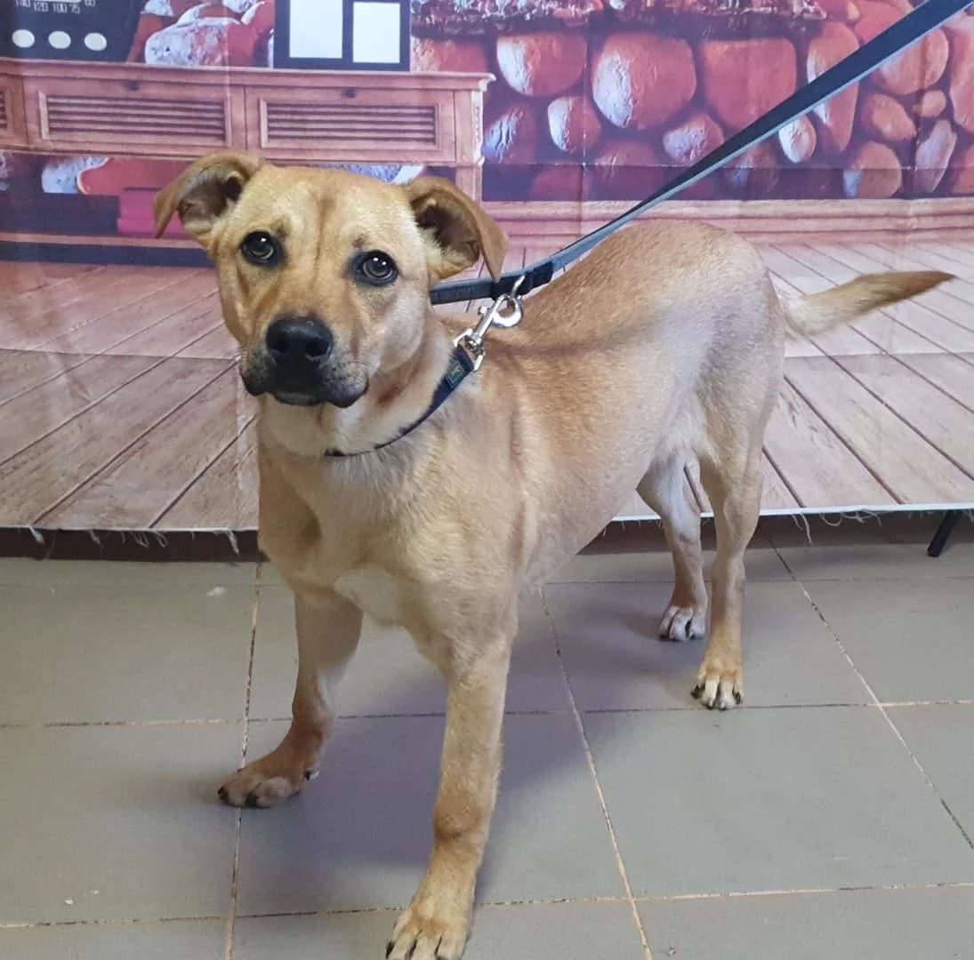 Bella, Maro female young Mixed Breed for adoption at ASPA București — Catalog Câini