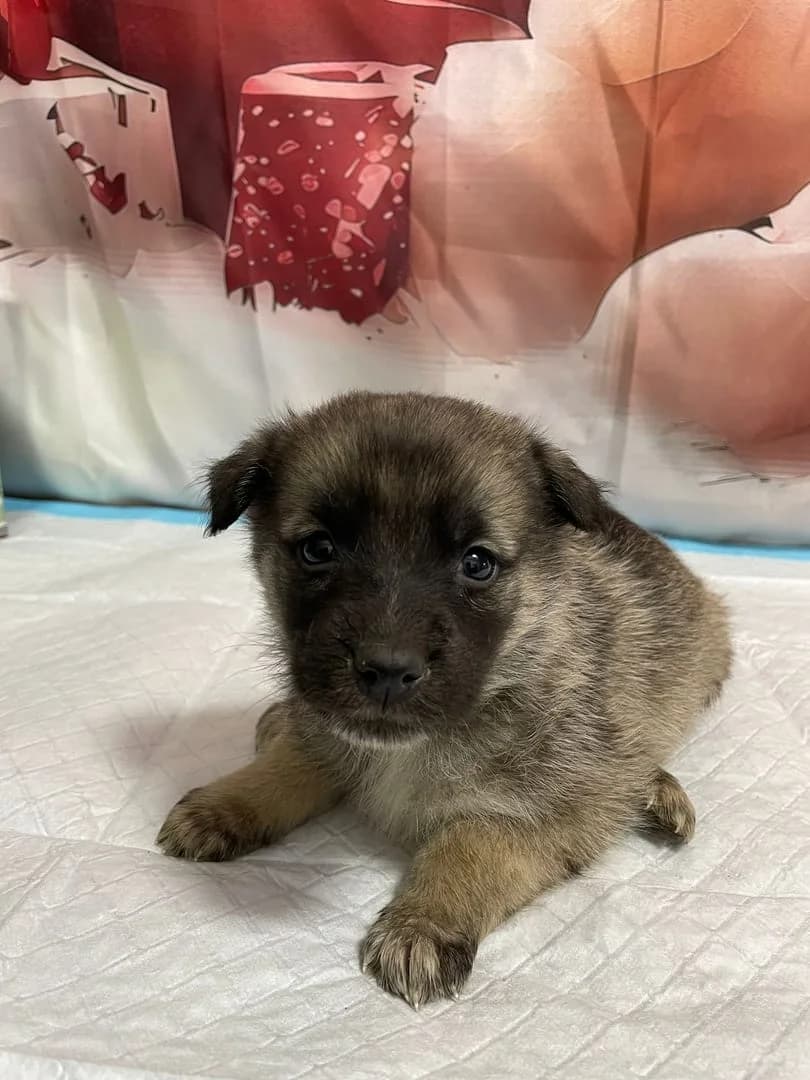 Phoenix, Gri male puppy Mixed Breed for adoption at ASPA București — Catalog Câini