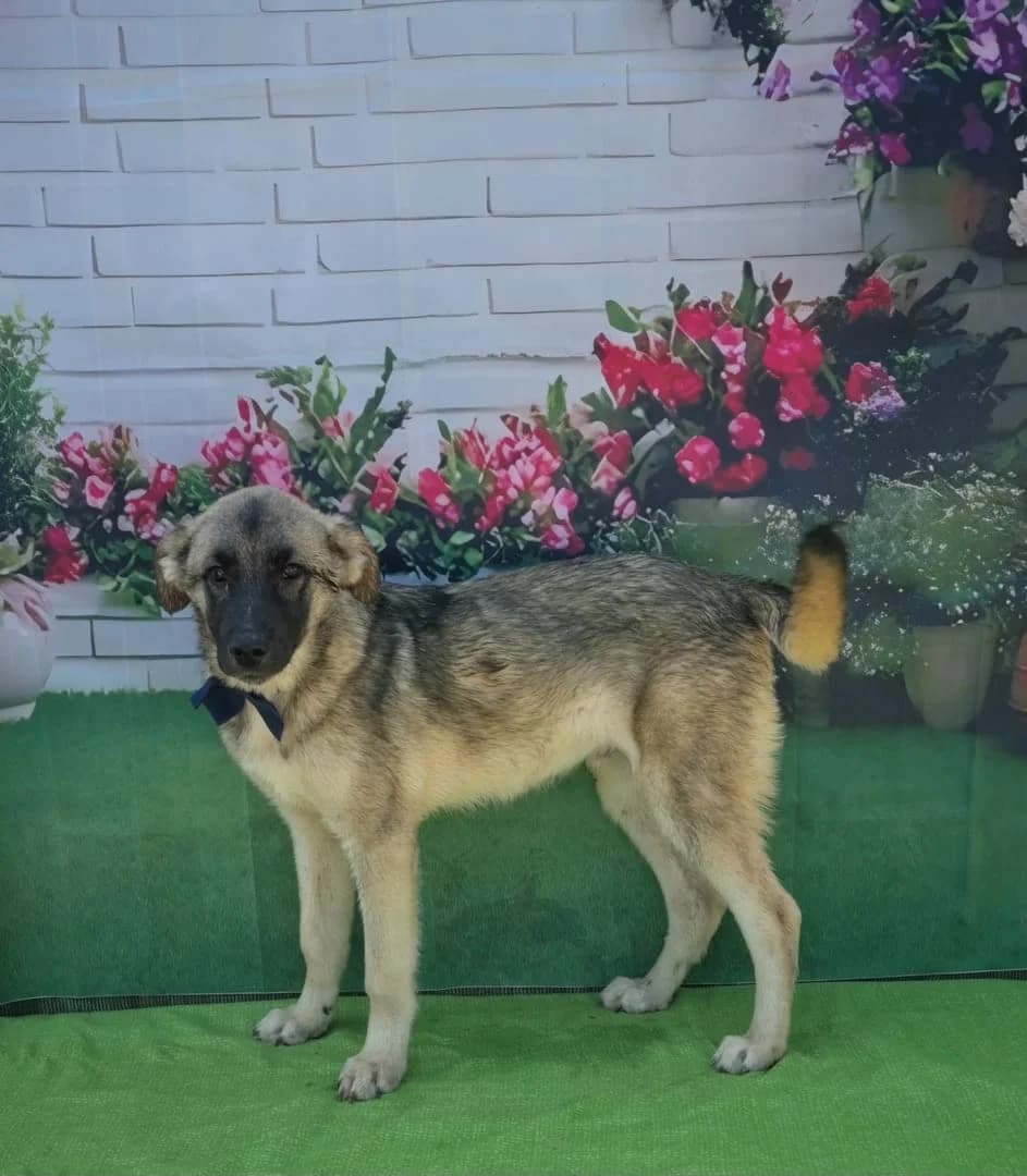Phoenix, Gri male puppy Mixed Breed for adoption at ASPA București — Catalog Câini