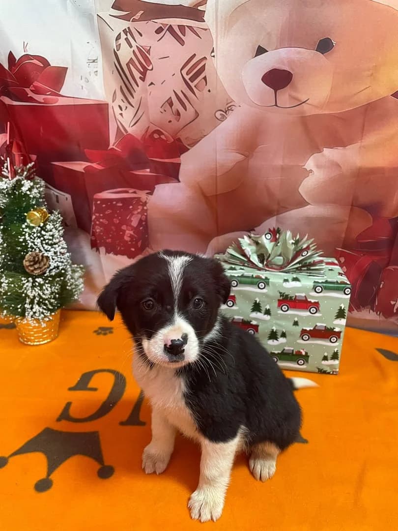 GRETA, Negru female puppy Mixed Breed for adoption at ASPA București — Catalog Câini