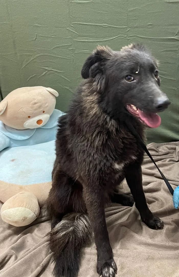 BEN, Negru female 4yo Mixed Breed for adoption at ASPA București — Catalog Câini