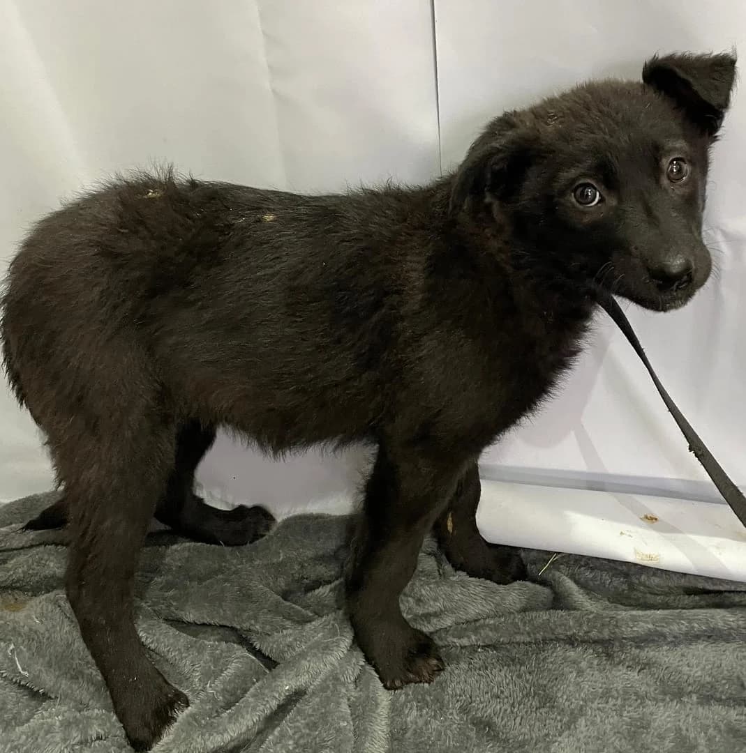 Iris, Negru female puppy Mixed Breed for adoption at ASPA București — Catalog Câini